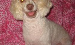 Poodle - Katie - Small - Young - Female - Dog
Katie is one of the nicest dogs we have ever fostered!!! She loves people and gets along with all the pups in her foster home. She is one of those dogs that is always bouncing, always happy, life is just a