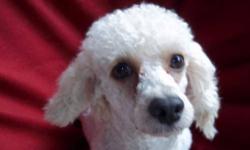 Poodle - Kiki - Small - Young - Female - Dog
I'm Kiki, a 3 year old cream/white Poodle. I haven't been out of my previous life for long so I'm still learning and exploring all the new things that happen outside of a crate. I am pretty friendly and love to