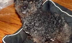 Poodle - Moe - Small - Senior - Male - Dog
Moe is an adorable senior Poodle that was dumped at a local shelter. He is a super sweet dog who loves his human. He is also good with dogs and cats. He needs to find a home that will love him forever and not