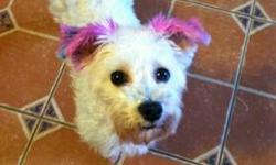 Poodle - Molly - Small - Adult - Female - Dog
Hi my name is Molly, don't worry my pink ears were just temporary vegetable coloring for the photo. I am actually all white. I was a puppy mill dog that came into rescue with a broken jaw. My jaw had to be