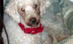 Poodle - Pepe London - Small - Adult - Male - Dog
4 yr old male white poodle . He was given up because he nipped the child in the home when she surprised him and he was on his favorite persons lap . He would do best in an adult home .He can be a little