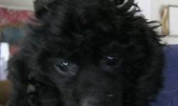 One toy poodle pup born January 18, 2013, ready to go home late March. Champion background, AKC registered, current on all shots and wormings, vet checked at 8 weeks. Born and raised in the house. Both parents on premises.
