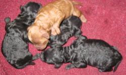 Three toy poodle pups born January 20, 2013, ready to go home late March. Two black females, 1 black male. Champion backgrounds, AKC registered, current on all shots and wormings, vet checked at 8 weeks. Born and raised in the house. Both parents on