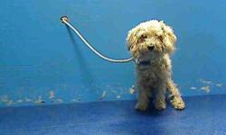 Poodle - Sprite - Small - Young - Male - Dog
2 YEARS OLD GOOD WITH OTHER DOGS, SOCIAL, VERY SWEET :) 8 lb Poodle
CHARACTERISTICS:
Breed: Poodle
Size: Small
Petfinder ID: 24424077
ADDITIONAL INFO:
Pet has been spayed/neutered
CONTACT:
Four Paws Sake NYC |