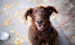 Poodle - Tokyo - Medium - Adult - Male - Dog
What You Need in Order to Adopt
When you are ready to visit the 92nd Street ASPCA Adoption Center, please note the following to facilitate the adoption process:
* You must be 21 years of age or older to adopt.