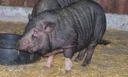 Pot Bellied - Cassie - Medium - Young - Female - Pig
We have 16 new pot belly pigs in all! They are sweet pigs, very friendly, young and litter trained. This picture is Cassie loving our Horse Barn manager! They are so much fun! But we caution everyone to