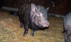 Pot Bellied - Kip - Medium - Young - Male - Pig
We have 16 new pot belly pigs in all! They are sweet pigs, very friendly, young and litter trained. They are so much fun! But we caution everyone to be sure you do your homework before adding a pig to your