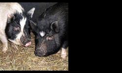 Pot Bellied - Maggie - Medium - Adult - Female - Pig
Maggie (right) is a beautiful black potbellied pig with white markings. She has recently been spayed. Maggie is outgoing, confident, and vocal, and is learning to enjoy scratches behind the ears. She