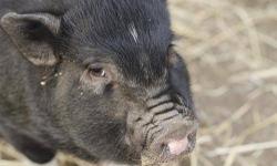 Pot Bellied - Mia - Medium - Baby - Female - Pig
This is Mia. Mia is very shy but she is sweet and fun to have around the farm. She came to us with her siblings and had never been handled by humans. She is starting to become more social and is enjoying