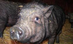 Pot Bellied - Miles - Medium - Young - Male - Pig
We have 16 new pot belly pigs in all! They are sweet pigs, very friendly, young and litter trained. They are so much fun! But we caution everyone to be sure you do your homework before adding a pig to your