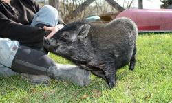 Adorable pot belly pigs sweet personalities I need to find a good responsible pet lovers home for them Please call Anna Marie for me info 845-629-3247 Thank you
This ad was posted with the eBay Classifieds mobile app.