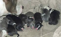 3 blues, 1 brindle, 1 tri-color, 4 black... papers in hand. Shots, deworming, parents on site. Standard/xl gotty/razors edge. $900. Call 500-3137.