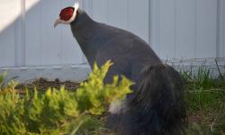 Get your eggs reserved now!!!
This is a PRE-SALE offer for 5 Blue Eared Pheasant Hatching eggs. Price would be for the lot of 5 eggs. Eggs would be shipped in the order they are purchased and paid (FIRST COME FIRST SERVED). THESE ARE NON-RETURNABLES (NO