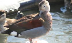 Get your eggs reserved now!!!
This is a PRE-SALE offer for 5 Baikal Teal Hatching eggs. Price would be for the lot of 5 eggs. Eggs would be shipped in the order they are purchased and paid (FIRST COME FIRST SERVED). THESE ARE NON-RETURNABLES (NO RETURN).