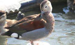 This is a PRE-SALE offer for 4 Apricot Wood Duck hatching eggs. Price is for the lot of eggs. These Eggs are from our proven breeder pairs. Whenever available, eggs will be taken from different pairs to give you unrelated eggs.
My breeders are out of
