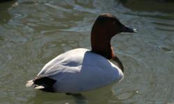 This is a PRE-SALE offer for 4 Greater Scaup Ducks hatching eggs. Price is for the lot of eggs. These Eggs are from our proven breeder pairs. Whenever available, eggs will be taken from different pairs to give you unrelated eggs.
My breeders are out of