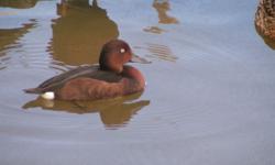 This is a PRE-SALE offer for 4 Ringed Teal Duck hatching eggs. Price is for the lot of eggs. These Eggs are from our proven breeder pairs. Whenever available, eggs will be taken from different pairs to give you unrelated eggs.
My breeders are out of