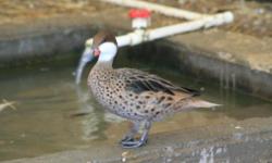 This is a PRE-SALE offer for 4 Silver Bahama Pintail hatching eggs. Price is for the lot of eggs. These Eggs are from our proven breeder pairs. Whenever available, eggs will be taken from different pairs to give you unrelated eggs.
My breeders are out of