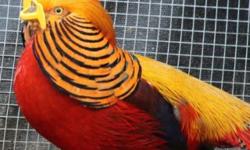 This is a PRE-SALE offer for 4 True Yellow Golden Pheasant hatching eggs. Price is for the lot of eggs. These eggs are from our proven breeder pairs. Whenever available, eggs will be taken from different pairs to give you unrelated eggs.
My breeders are