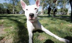 A volunteer writes:
Paige is a young gal with the most gorgeous Pittie smile, freckled rabbit's ears and a lovely cow print coat. She is still a babe at 11 months of age, healthy and seems to have been so well cared for. She was found in a park before to