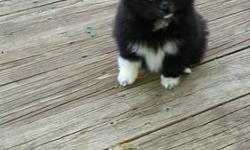 Adorable 8 week old AKC Male Pomeranian Puppy. Exotic Black with White Markings looking for Forever Home. Parents of Premise...Raised in home with Children and Other Pets. Vet Checked, Wormed, First Shots. Extremely Friendly and Outgoing.