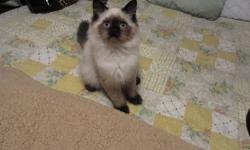 Precious Himalayan Kittens for Sale, beautiful doll faced, one seal point male currently available. He is 14 weeks old right now and was born on 8/1/2012. The kittens are very friendly, were raised underfoot, are CFA registered, litter box trained, and in