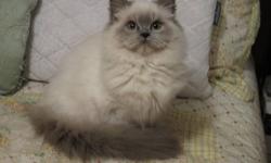 Precious Himalayan Kitten for Sale, beautiful doll faced, one blue point female currently available, she was born on 6/25/2012 and is very friendly, was raised underfoot, CFA registered, good health, ready to go, call 607-727-0463 for any information.