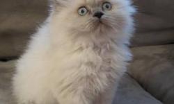 Precious Himalayan Kittens for Sale, beautiful doll faced, three blue points currently availble, one female, and two males. They are 8 weeks old right now and were born on 1/20/2013. The kittens are very friendly, were raised underfoot, are CFA
