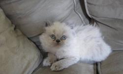 Precious Himalayan Kittens for sale, beautiful doll faced, one blue point male currently available, that was born on 4/2/13, and we also have a litter of 5 blue points and seal points that were born on 5/19/13 and will be ready to go to their new homes