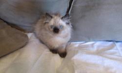 Precious Himalayan Kittens for sale, beautiful doll face, one seal point female currently available. The seal point female that is currently available is the one in the first two pictures of the ad. They are 11 weeks old and were born on 7-22-13. All of