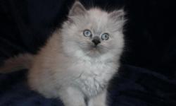 Precious Himalayan Kittens for Sale, beautiful doll faced, one seal point female, one seal point male, one blue point female, and one blue point male currently available. All of the kittens are CFA registered and come with their papers, are in great