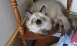 Precious Himalayan Kittens for Sale, beautiful doll faced, only one female seal point left. All of our kittens are CFA registered and come with their papers, are in great health, are very friendly, and are raised underfoot. The kitten is 10 weeks old and