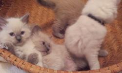 Three adorable traditional blue point male ragdoll kittens born April 21 available to go home now. Friendly, loving and playfull,they are eager to share love with your family. Smart little ones are already learning tricks. There are also two rare