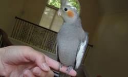 Hi, I have two male cockatiels that are approximately 1 year and 3 months old, raised by my breeding pair. They are perfectly healthy and have no behavioral problems. Young, sweet, adorable, and energetic, these tiels will captivate your heart. The reason
