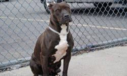 Luna is located at Brooklyn Animal Care and Control. I am not affiliated with them. For more info about Luna or to see her current status, copy/paste this link: