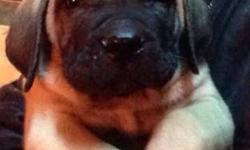 Presa Canario female pup fawn color pick of the litter biggest pup!! Born 11/1/12 best guard dogs pure breed more info call 347-702-2151
This ad was posted with the eBay Classifieds mobile app.
