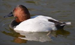 Presale offer for a lot of 2 pairs of 2013 hatch Canvasback duck. Shipping would be in early fall on weather permitted days. Price is for all the birds together. They are full winged. They are healthy and in very good condition with no defects.