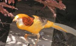 Presale offer for a lot of 2 pairs of 2013 hatch Red Golden Pheasant. Shipping would be in the fall on weather permitted days. Price is for all the birds together.