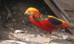 Presale offer for a lot of 2 pairs of 2013 hatch Yellow Golden Pheasant. Shipping would be in the fall on weather permitted days. Price is for all the birds together.