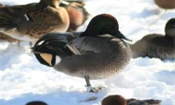 Presale offer for a pair of 2013 hatch Baikal Teal. Shipping would be in early fall on weather permitted days. Price is for the pair. They are healthy and in very good condition with no defects.