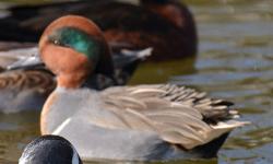 Presale offer for a pair of 2013 hatch Falcated Teal Duck. Shipping would be in early fall on weather permitted days. Price is for the pair. They are healthy and in very good condition with no defects.