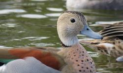 Presale offer for a pair of 2013 hatch Green-winged Teal. Shipping would be in early fall on weather permitted days. Price is for the pair. They are healthy and in very good condition with no defects.
