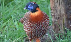 Presale offer for a pair of 2013 hatch Satyr Tragopan. Shipping would be in early fall on weather permitted days. Price is for the pair. They are healthy and in excellent condition with no defects.