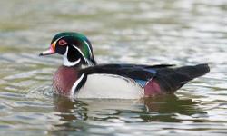 Presale offer for a pair of 2013 hatch Silver Wood Duck. Shipping would be in early fall on weather permitted days. Price is for the pair. They are healthy and in very good condition with no defects.