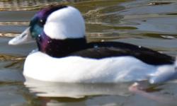 Presale offer for a pair of 2013 hatch Smew Duck. Shipping would be in early fall on weather permitted days. Price is for the pair. They are full winged. They are healthy and in very good condition with no defects.