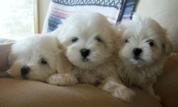 These adorable Maltese pups have sweet personalities and have been loved on by kids. They will be 8 weeks old on July 13. Vet checked, dewormed, first and second shots, ACA papers. 2 males, $500. 1 female, SOLD