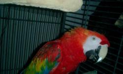 A beautiful Scarlet Macaw pair!! These 2 macaws are up for sale due to moving. Good feather.
$1000 takes them both!