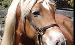 She is registered Haflinger Mare age 5 will be 6 end of May '13 - has been well started, can and will do every discipline, has been trail ridden, has a dressage foundation, light in the bridle, easy personality loves attention, very smart, very willing to