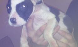 4 females, 2 males
Beautiful puppies, ready for a permanent home!
Mom on site
Please text or call 585-766-3527, Danielle
