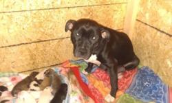 Beautiful puppies, ready to be re-homed! A wide variety of colors. All puppies are playful and healthy, and raised around other dogs.
See pics!
Larger black dog is mom
Larger white and tan is dad
BOTH MOM AND DAD HAVE ALSO BEEN RAISED AROUND CHILDREN AND